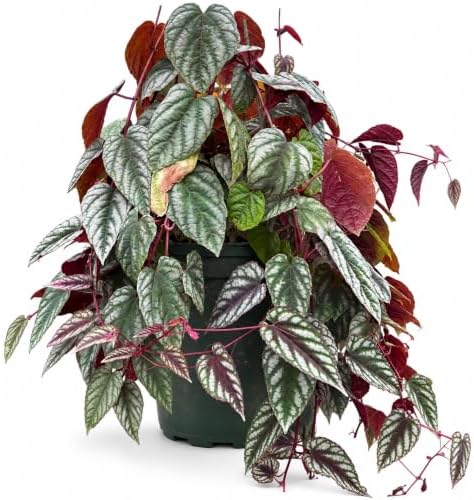 Cissus Discolor Live Plant - Rare Rex Begonia Vine Starter by NYCitySucculents