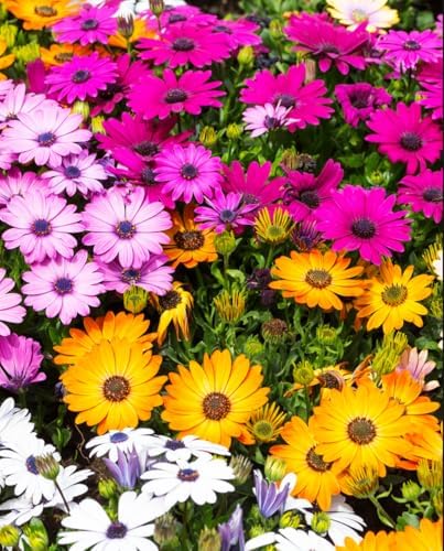 African Daisy Seeds - 50 Pcs Mix Osteospermum Perennial Flower Seeds - Image 5