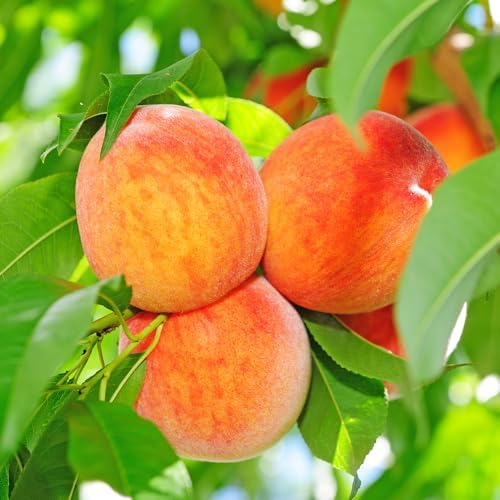 Carolina Gold Peach Tree, 1 gal Nursery Pot - Image 2