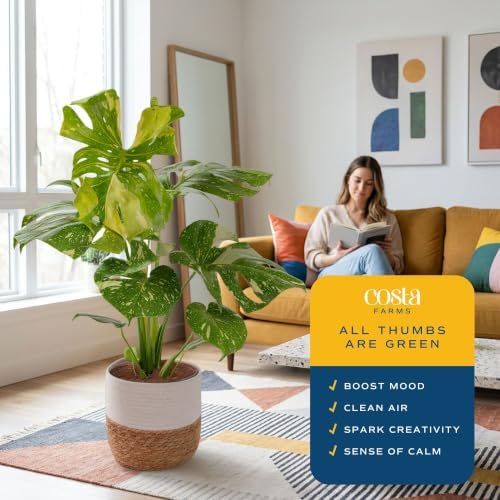 Costa Farms Thai Constellation Monstera, Live Indoor Plant, Tropical Plant - Image 4