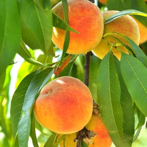 June Gold Peach Tree, Self-Pollinating, Pink Flowering, Deciduous, 1 gal Nursery Pot, 1-2 ft Tree Height (Due to Agricultural Laws, we Cannot Ship to CA, AZ, AK, or HI), 2 Trees - Image 2