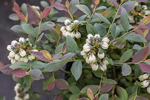 Bushel and Berry™ - Vaccinium Pink Icing (Blueberry) Edible-Shrub, , #2 - Size Container - Image 5