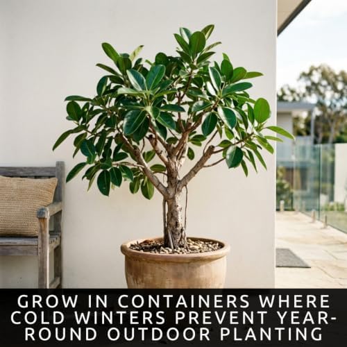 30 Banyan Tree Seeds | Ficus Benghalensis Tropical Tree Seeds for Planting - Image 5