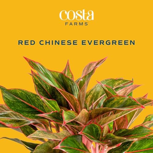 Costa Farms Chinese Evergreen, Live Indoor Plant, Easy Care, Home Decor - Image 3