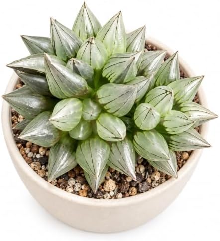 Haworthia Magnifica v. atrofusca Bare Root Succulent Live Plant 3-3.5 Inch by THEONEBLOOM