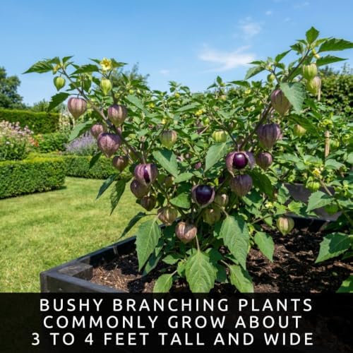 100 Purple Tomatillo Seeds | Heirloom Vegetable Seeds for Planting - Image 5