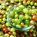 Sweet Gooseberry Bush Live Plant Well Rooted, Edible Gooseberry Plant Live for Planting Home Garden by CZGrain