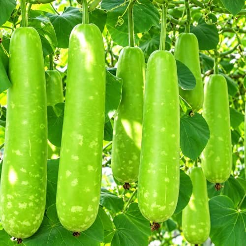 Bottle Gourd Seeds for Planting, Lagenaria siceraria, Heirloom Non-GMO Calabash Birdhouse Gourd Seeds, High Germination Climbing Vegetable Vine for Trellis Gardens Crafts and Containers, 20 Count - Image 6