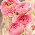 25 Light Pink Ranunculus Bulbs for Planting, Peony Perennial Flower by AVERAR
