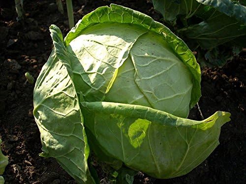 Cabbage Charleston Wakefield Garden Heirloom Vegetable 1,000 Seeds by Seed+Kingdom