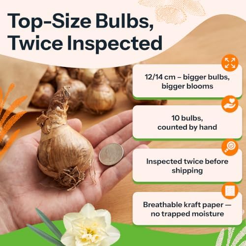 10 Mix Daffodil Flower Bulbs Large Flowering Mixture Narcissus - Image 3
