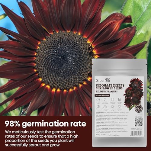 Groundio 160+ Chocolate Sunflower Seeds to Plant - Helianthus Annuus - Image 5