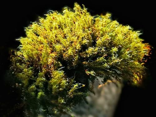 Moss Ground Cover Plant Seed - 1000 Pcs Seeds - Image 3
