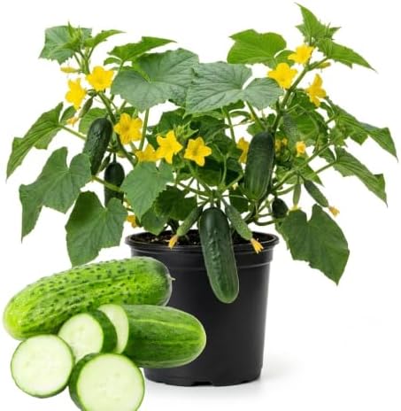 2 Cucumber Plants Live Outdoor, 4-7'' Long, Vine Vegetable Starter Plant by Unknown