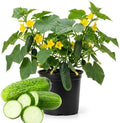 2 Cucumber Plants Live Outdoor, 4-7'' Long, Vine Vegetable Starter Plant by Unknown