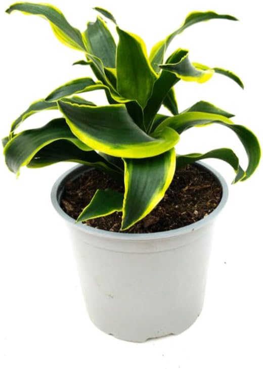 Variegate Dracaena Plant Live Indoor 4" Pot, Curly Dracaena Tree Ornamental Houseplant - Image 4