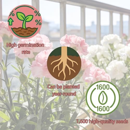 Carnation Seeds for Planting, Annual Fragrant Flowers, Cut-Flower Mix - Image 6