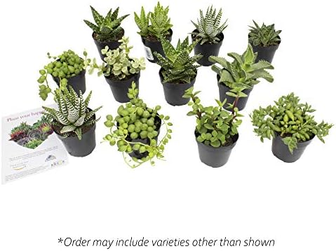 Altman Plants, Assorted Succulents Plants Live Houseplants (12PK), Succulent Plants Home Office Plants Live Indoor Plants, Live Plants Indoor House Plants, Easy Care Plants, Desk Plants Kitchen Plants - Image 4