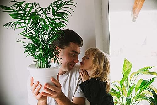 American Plant Exchange Parlor Palm – Live 6-Inch with Pot Cover, Easy-Care Air-Purifying Indoor Palm, Low-Light Tropical Plant for Home, Office, Bedroom & Indoor Décor - Image 3