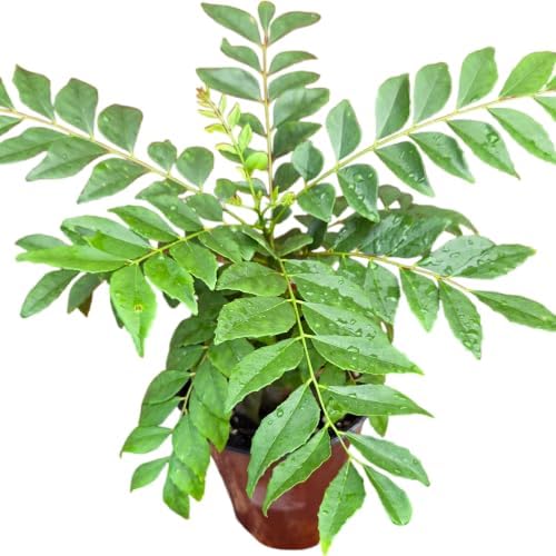 Daisy Ship Curry Leaf Fast-Growing - 1 x 4 inch Cup - Image 3