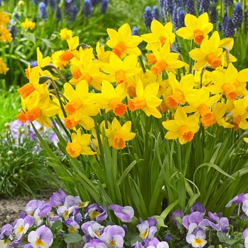 Garden State Bulb Narcissus Cyclamineus Jetfire Mix Daffodil Flower Bulbs, 12/14cm (Bag of 100) by GardenStateBulbCo