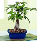 LOUSBONSAINURSERY Medium Braided Money Tree by Unknown