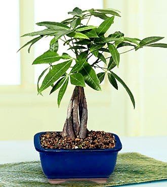 LOUSBONSAINURSERY Medium Braided Money Tree by Unknown