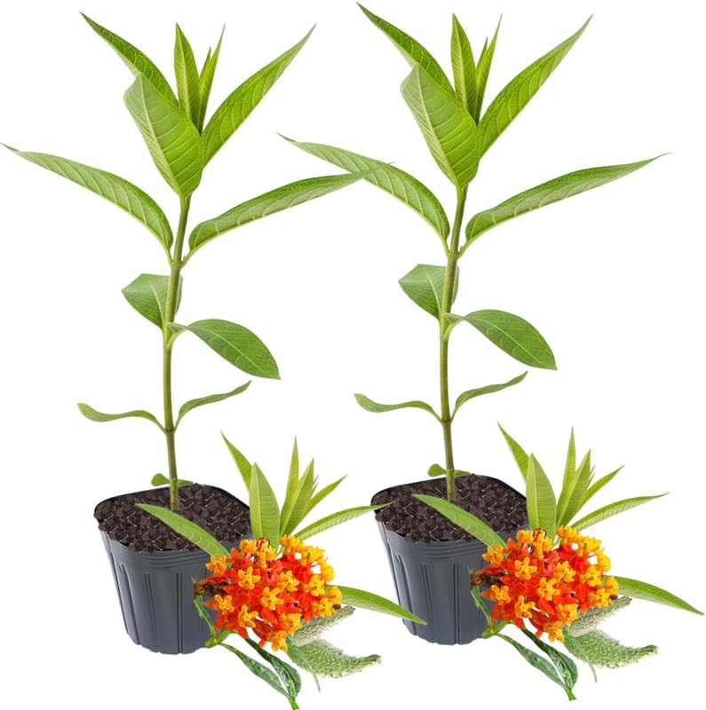 2 Red Butterfly Milkweed Plants Live, Asclepias Tuberosa Tropical Flowers - Image 6