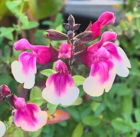 Salvia greggii 'Mirage Rose Bicolor' (Autumn Sage) Dwarf Grows to 14 inches Tall - Flowering Starter Size Plant – 1 Live Plant - in 2.5" Pot – Hardy Flowering Perennial, Pollinator Favorite - Image 3