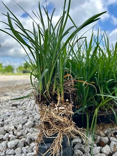Liriope Spicata Live Plants, 18 Pack of 3 Inch Pots, Creeping Liriope - Image 2