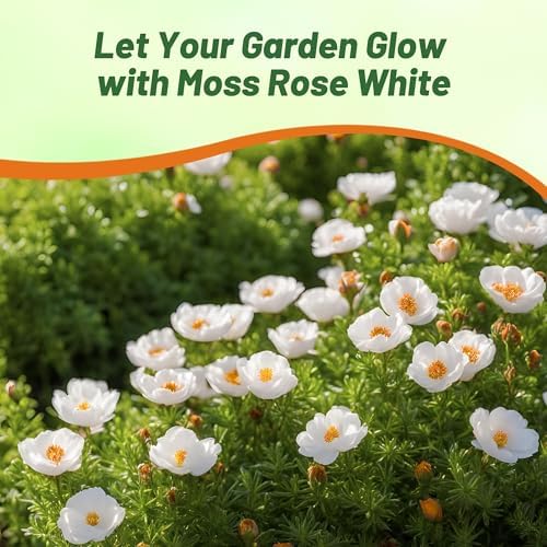Outsidepride White Moss Rose Seeds - 10000 Pcs Annual, Drought & Heat Tolerant, Pollinator Friendly Ground Cover Seeds for Planting w/Vibrant Blooms & Succulent Foliage, Ideal for Xeriscaping - Image 6