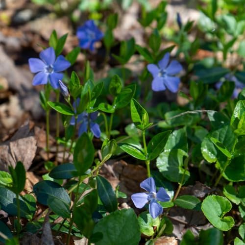 50 Vinca Periwinkle Plants Live, Outdoor Garden Flower Plant - Image 4