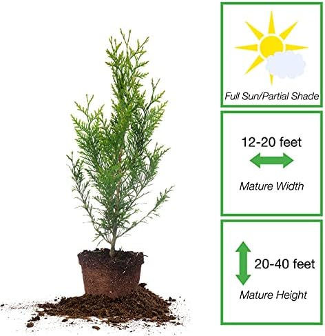 Perfect Plants Thuja Green Giant Arborvitae, 1 Gallon, Privacy Trees - Image 2