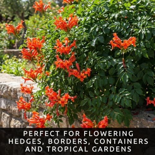 Orange Trumpetbush Seeds for Planting | Bright Orange Flowers | 100 Seeds - Image 6