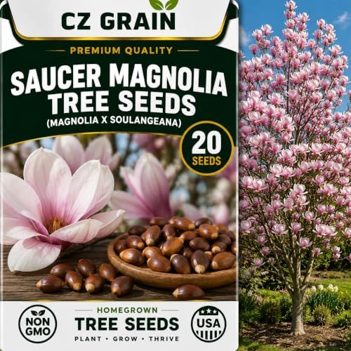 Seeds for Planting, 20 Saucer Magnolia by CZGrain