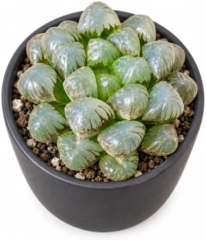 Haworthia 'Cooperi Ice Lantern' Bare Root Succulent Live Plant 3-3.5 Inch by THEONEBLOOM