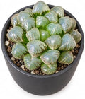 Haworthia 'Cooperi Ice Lantern' Bare Root Succulent Live Plant 3-3.5 Inch by THEONEBLOOM