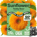 SVI 50 Teddy Bear Sunflower Seeds (Helianthus annuus) – Dwarf Teddy Bear Sunflower Seed Packets – Annual Cut Flower Seeds for Outdoor Garden & Indoor Garden, Containers, Patios, Flower Beds by SVI