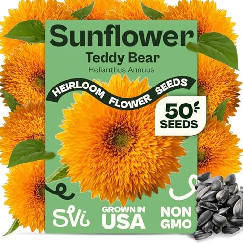 SVI 50 Teddy Bear Sunflower Seeds (Helianthus annuus) – Dwarf Teddy Bear Sunflower Seed Packets – Annual Cut Flower Seeds for Outdoor Garden & Indoor Garden, Containers, Patios, Flower Beds by SVI