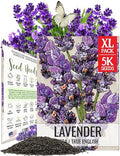 Seed Needs Vera Lavender Seeds to Plant Non-GMO & Heirloom Herbs XL Pack by SeedNeeds