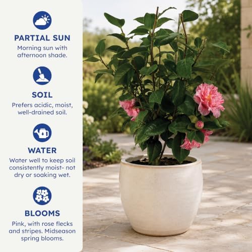 Happy Birthday Camellia, Live Evergreen Flowering Shrub, 3 Gallon - Image 6