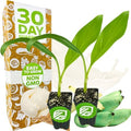 Ice Cream Banana Tree (2-Pack) Live Plants by Wellspring Gardens by WellspringGardens