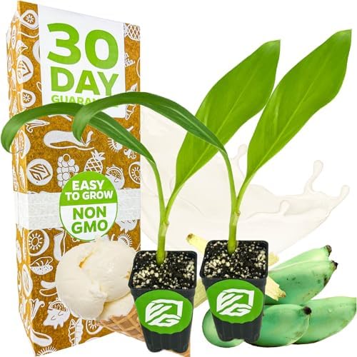 Ice Cream Banana Tree (2-Pack) Live Plants by Wellspring Gardens by WellspringGardens