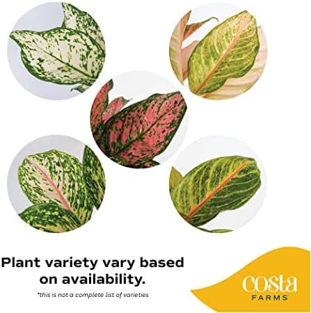 Costa Farms Chinese Evergreen, Live Indoor Plant, Easy Care, Home Decor - Image 2