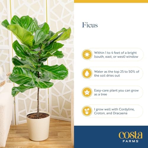 Costa Farms Fiddle Leaf Fig, Live Indoor Plant, Floor Plant, Statement Tree - Image 6