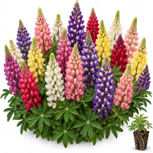 5 Candy Land Mixed Lupine Live Plant Plugs – Colorful Lupinus Perennial Flowers – Mixed Pink, Purple, Red, Yellow & White Flower Spikes – Pollinator Garden Plants, 5 Plugs - Image 2