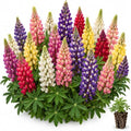 3 Candy Land Mixed Lupine Live Plant Plugs – Colorful Lupinus Perennial Flowers – Mixed Pink, Purple, Red, Yellow & White Flower Spikes – Pollinator Garden Plants, 3 Plugs by CZGrain