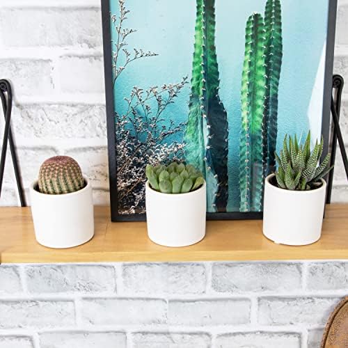 Plants for Pets Live Low Light House Plants in Ceramic Succulent Pots (3 Pack), Gasteria Succulent Plant and Cactus Plants Live with Potting Soil, Haworthia Succulents for Indoor Growing Home Décor - Image 6
