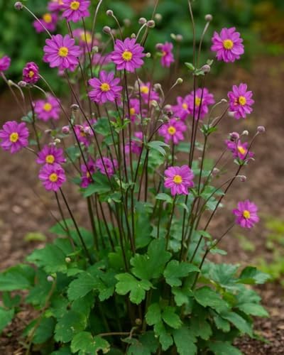 Perennial Farm Anemone x Hybrida 'Pamina' – Live Windflower in #1 Container, Semi-Double Deep Rose-Pink Blooms, Long Blooming, Deer Resistant, Perfect for Borders, Shade & Pollinator Gardens by PerennialFarmMarketplace