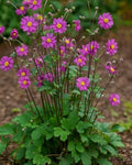 Perennial Farm Anemone x Hybrida 'Pamina' – Live Windflower in #1 Container, Semi-Double Deep Rose-Pink Blooms, Long Blooming, Deer Resistant, Perfect for Borders, Shade & Pollinator Gardens by PerennialFarmMarketplace